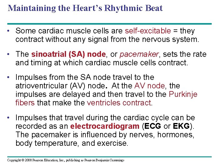 Maintaining the Heart’s Rhythmic Beat • Some cardiac muscle cells are self-excitable = they