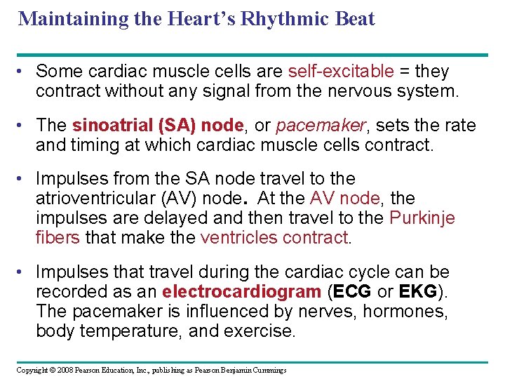 Maintaining the Heart’s Rhythmic Beat • Some cardiac muscle cells are self-excitable = they
