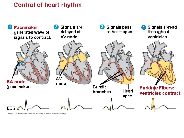 Control of heart rhythm 1 Pacemaker generates wave of signals to contract. SA node