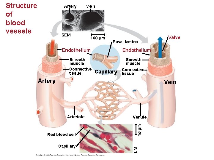 Structure of blood vessels Artery Vein SEM 100 µm Basal lamina Endothelium Smooth muscle