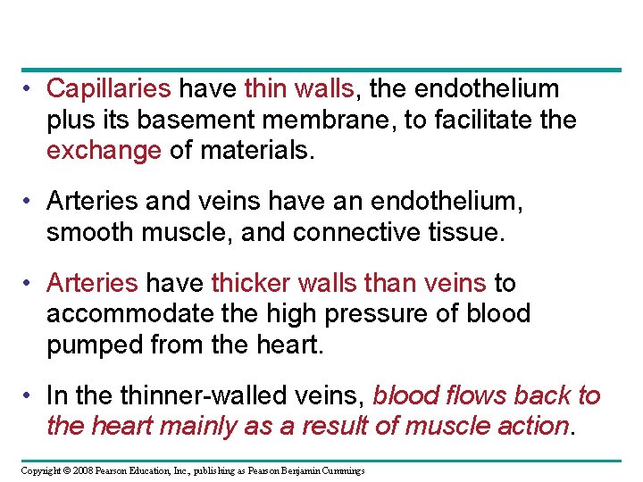  • Capillaries have thin walls, the endothelium plus its basement membrane, to facilitate