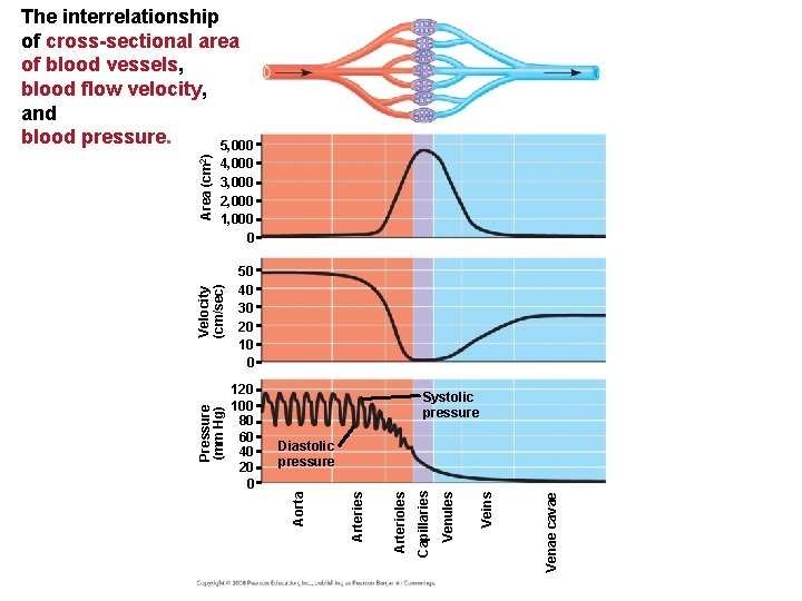 Systolic pressure Venae cavae Veins Venules Capillaries Diastolic pressure Arterioles 120 100 80 60