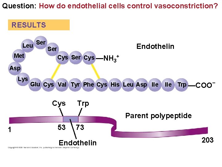 Question: How do endothelial cells control vasoconstriction? RESULTS Leu Met Ser Endothelin Ser Cys