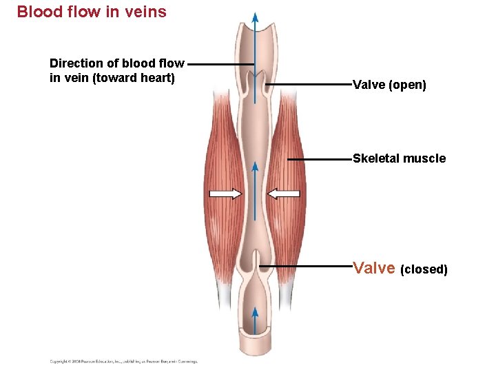 Blood flow in veins Direction of blood flow in vein (toward heart) Valve (open)