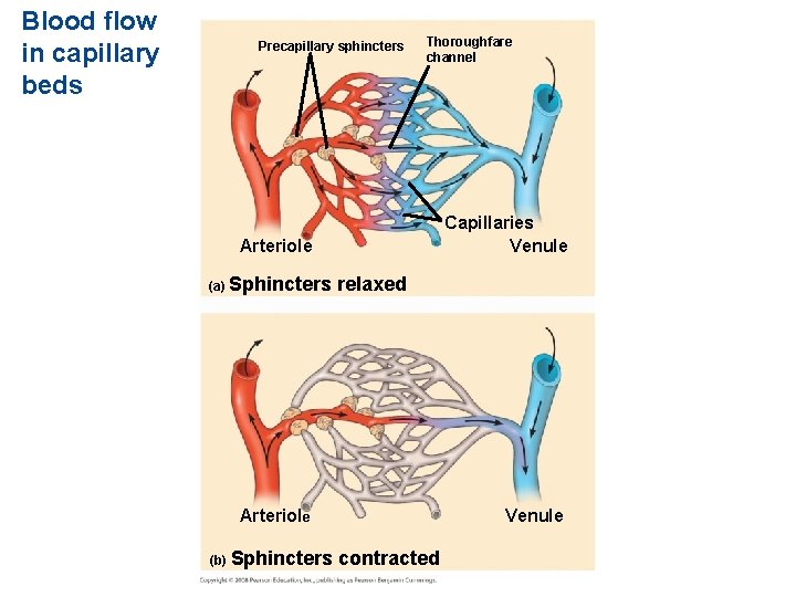 Blood flow in capillary beds Precapillary sphincters Thoroughfare channel Capillaries Venule Arteriole (a) Sphincters