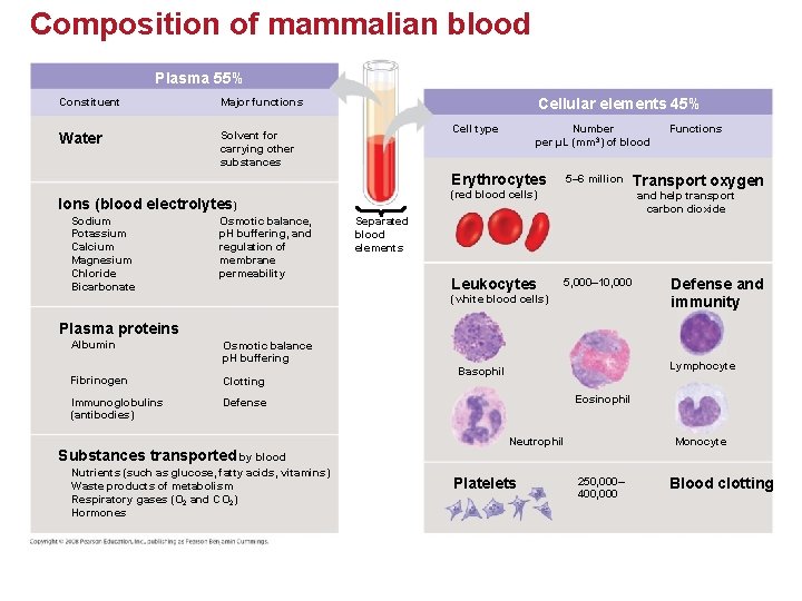 Composition of mammalian blood Plasma 55% Constituent Major functions Water Solvent for carrying other