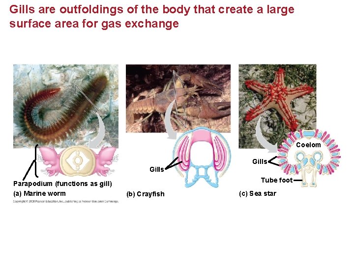 Gills are outfoldings of the body that create a large surface area for gas