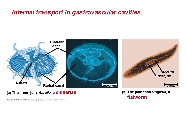 Internal transport in gastrovascular cavities Circular canal Mouth Pharynx Mouth Radial canal (a) The