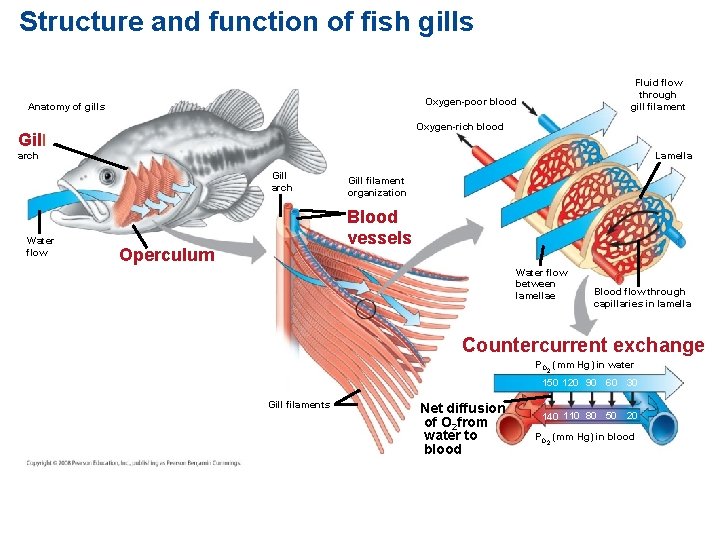 Structure and function of fish gills Fluid flow through gill filament Oxygen-poor blood Anatomy