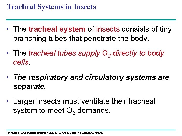 Tracheal Systems in Insects • The tracheal system of insects consists of tiny branching