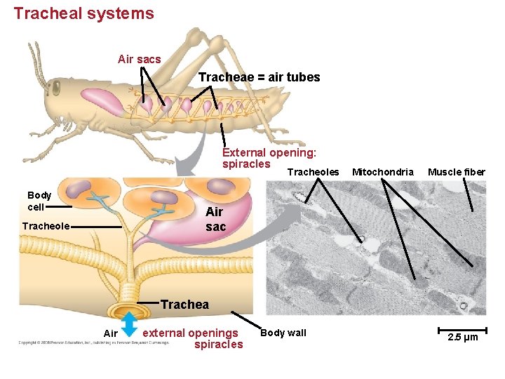 Tracheal systems Air sacs Tracheae = air tubes External opening: spiracles Tracheoles Body cell