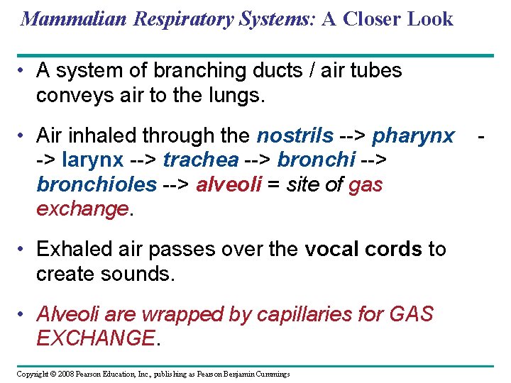 Mammalian Respiratory Systems: A Closer Look • A system of branching ducts / air