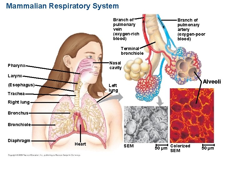 Mammalian Respiratory System Branch of pulmonary vein (oxygen-rich blood) Branch of pulmonary artery (oxygen-poor