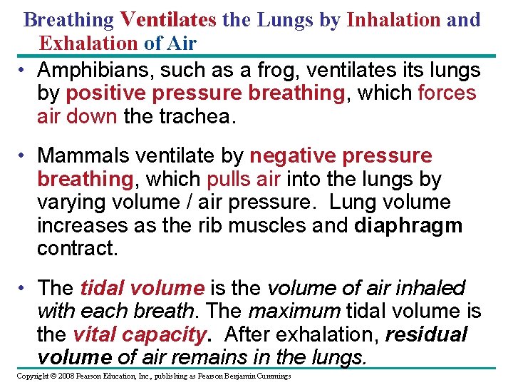 Breathing Ventilates the Lungs by Inhalation and Exhalation of Air • Amphibians, such as