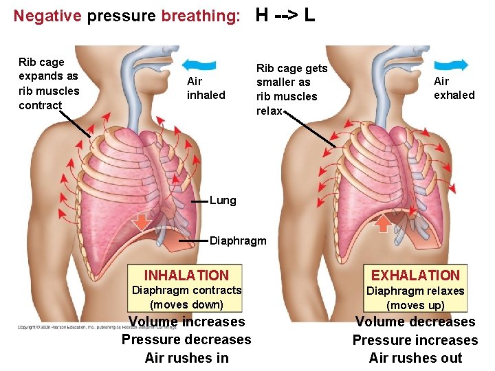 Negative pressure breathing: H --> L Rib cage expands as rib muscles contract Air