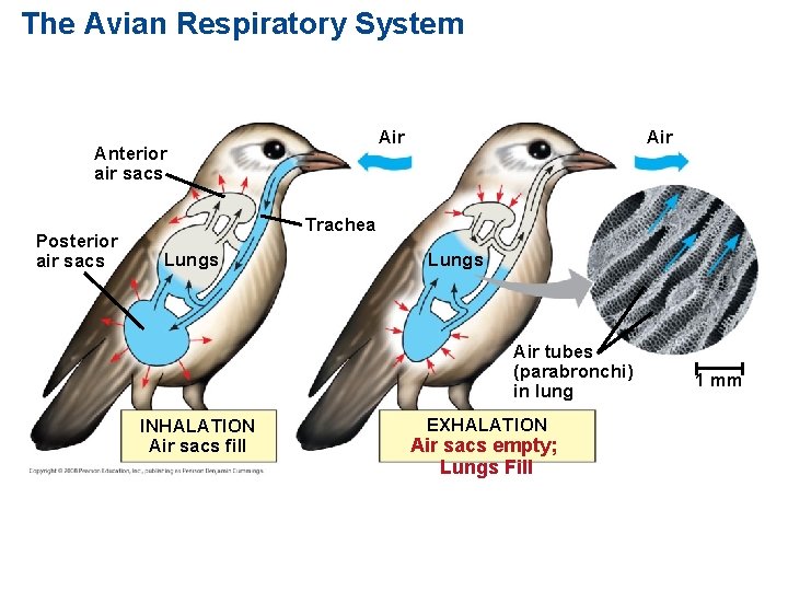 The Avian Respiratory System Air Anterior air sacs Posterior air sacs Air Trachea Lungs