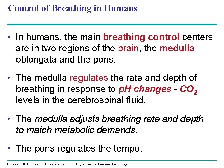 Control of Breathing in Humans • In humans, the main breathing control centers are