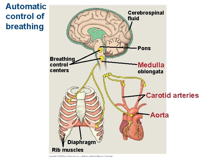 Automatic control of breathing Cerebrospinal fluid Pons Breathing control centers Medulla oblongata Carotid arteries