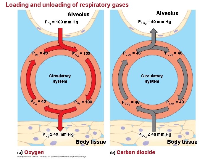 Loading and unloading of respiratory gases Alveolus PCO 2 = 40 mm Hg PO