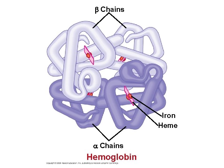  Chains Iron Heme Chains Hemoglobin 