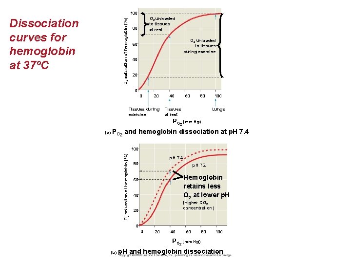 100 O 2 saturation of hemoglobin (%) Dissociation curves for hemoglobin at 37ºC O