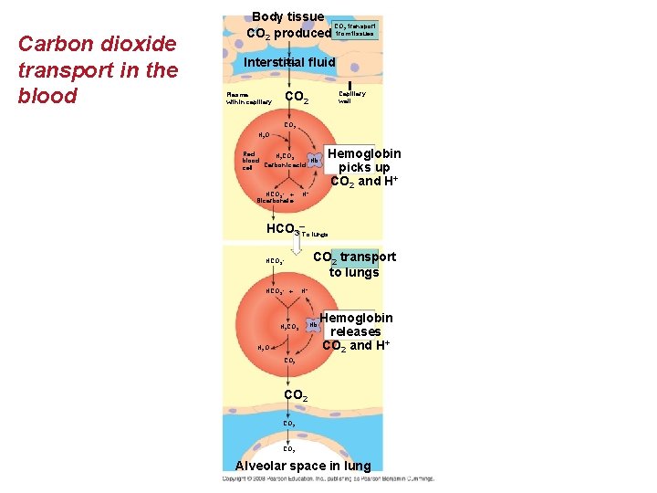 Body tissue CO transport CO 2 produced from tissues 2 Carbon dioxide transport in