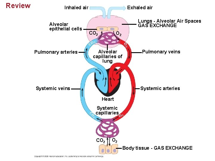 Review Inhaled air Alveolar epithelial cells Exhaled air Lungs - Alveolar Air Spaces GAS