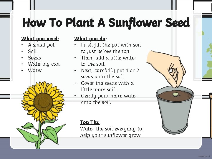How To Plant A Sunflower Seed What you need: • A small pot •