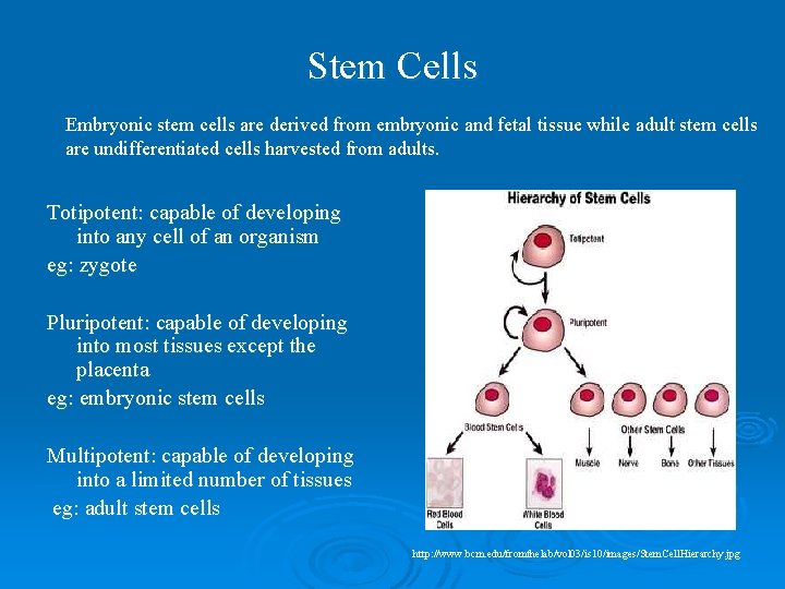 Stem Cells Embryonic stem cells are derived from embryonic and fetal tissue while adult