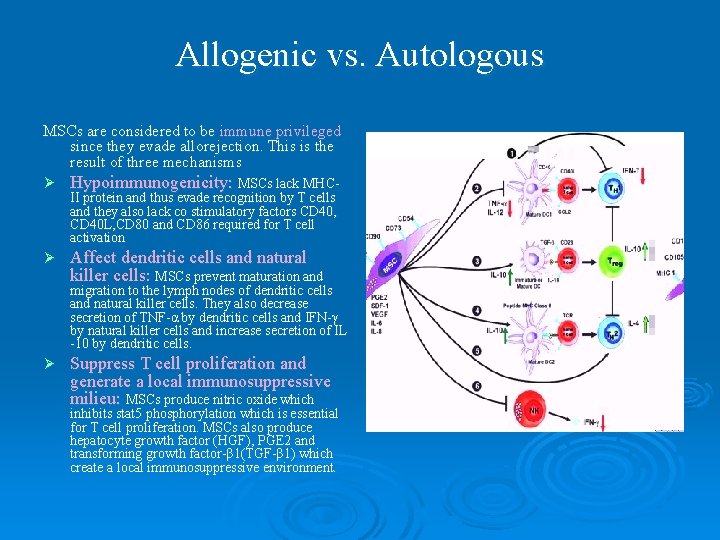 Allogenic vs. Autologous MSCs are considered to be immune privileged since they evade allorejection.