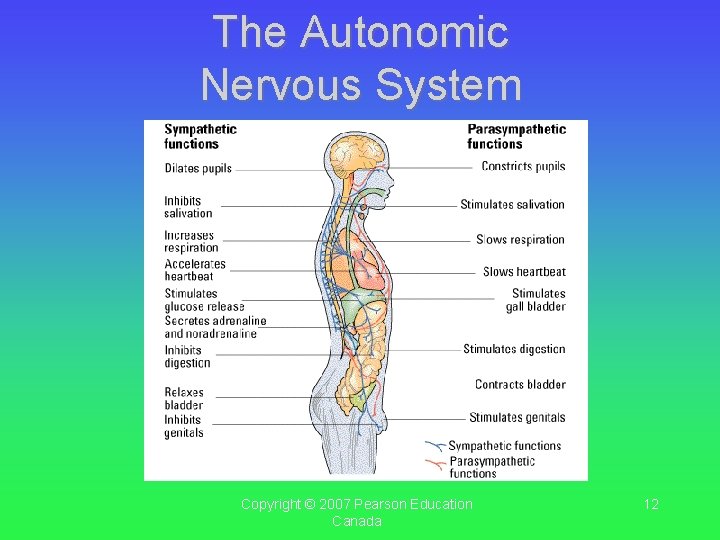 The Autonomic Nervous System Copyright © 2007 Pearson Education Canada 12 The Autonomic Nervous System Copyright © 2007 Pearson Education Canada 12