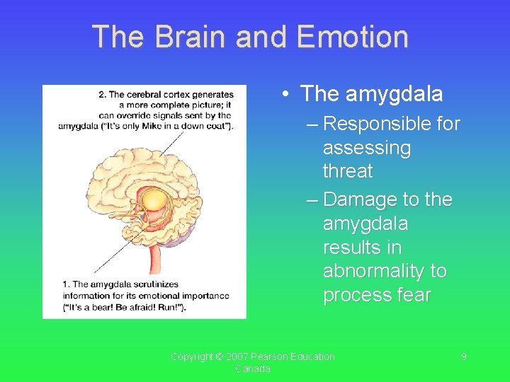The Brain and Emotion • The amygdala – Responsible for assessing threat – Damage The Brain and Emotion • The amygdala – Responsible for assessing threat – Damage