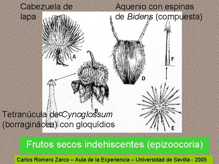 Cabezuela de lapa Aquenio con espinas de Bidens (compuesta) Tetranúcula de Cynoglossum (borraginácea) con Cabezuela de lapa Aquenio con espinas de Bidens (compuesta) Tetranúcula de Cynoglossum (borraginácea) con