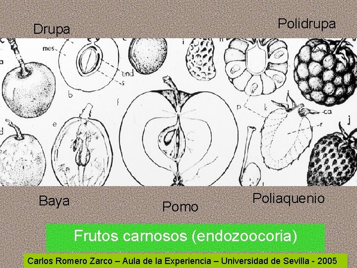Polidrupa Drupa Baya Pomo Poliaquenio Frutos carnosos (endozoocoria) Carlos Romero Zarco – Aula de Polidrupa Drupa Baya Pomo Poliaquenio Frutos carnosos (endozoocoria) Carlos Romero Zarco – Aula de