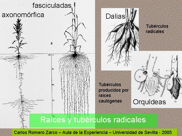 fasciculadas axonomórfica Dalias Tubérculos radicales Tubérculos producidos por raíces caulógenas Orquídeas Raíces y tubérculos fasciculadas axonomórfica Dalias Tubérculos radicales Tubérculos producidos por raíces caulógenas Orquídeas Raíces y tubérculos