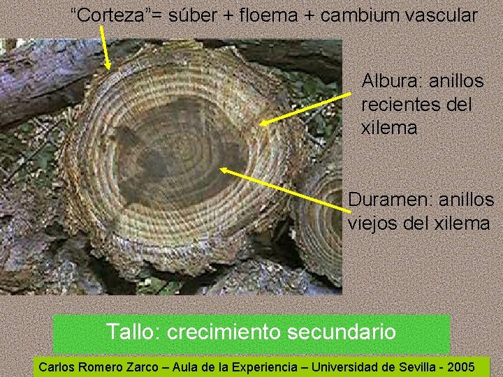 “Corteza”= súber + floema + cambium vascular Albura: anillos recientes del xilema Duramen: anillos “Corteza”= súber + floema + cambium vascular Albura: anillos recientes del xilema Duramen: anillos