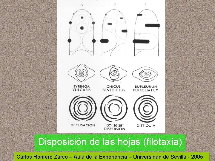 Disposición de las hojas (filotaxia) Carlos Romero Zarco – Aula de la Experiencia – Disposición de las hojas (filotaxia) Carlos Romero Zarco – Aula de la Experiencia –