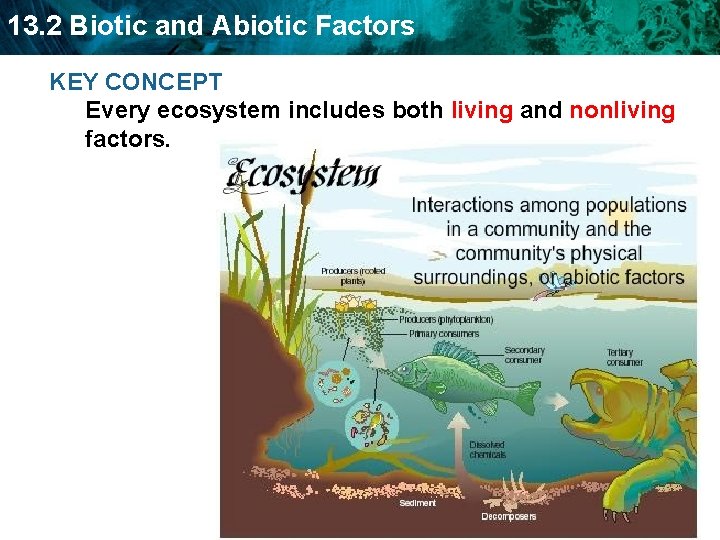 13. 2 Biotic and Abiotic Factors KEY CONCEPT Every ecosystem includes both living and
