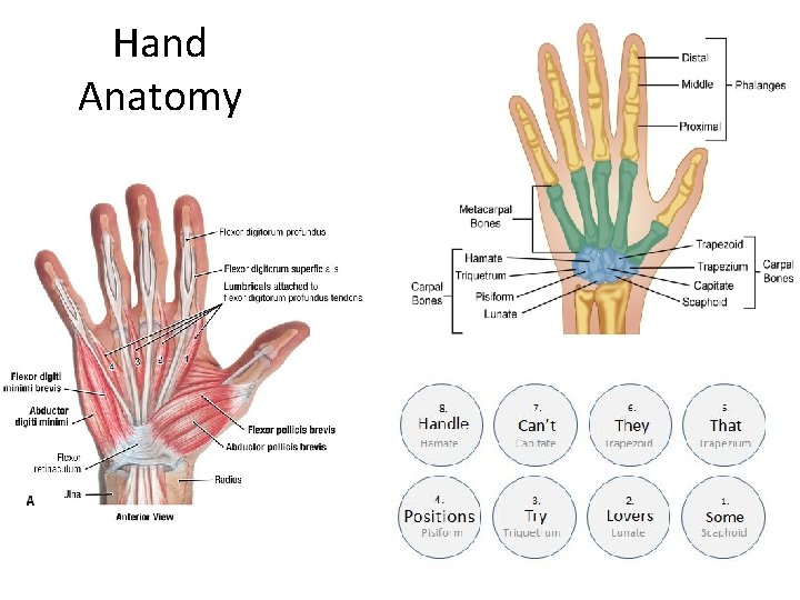 Hand Anatomy 