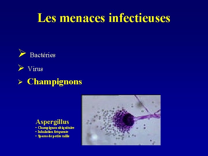 Les menaces infectieuses Ø Bactéries Ø Virus Ø Champignons Aspergillus • Champignon ubiquitaire •