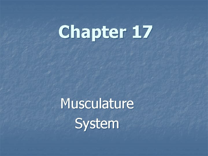 Chapter 17 Musculature System 