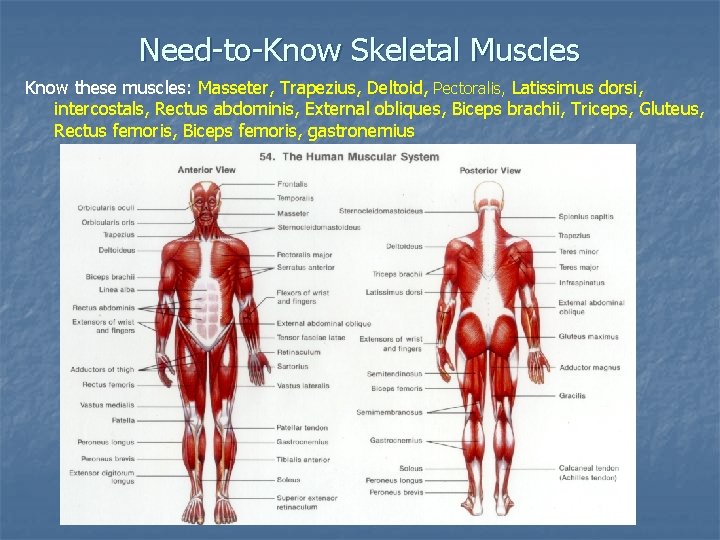Need-to-Know Skeletal Muscles Know these muscles: Masseter, Trapezius, Deltoid, Pectoralis, Latissimus dorsi, intercostals, Rectus