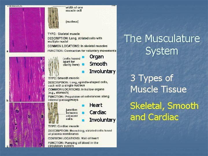 n n n n n Skeletal Striated Voluntary Organ Smooth Involuntary Heart Cardiac Involuntary