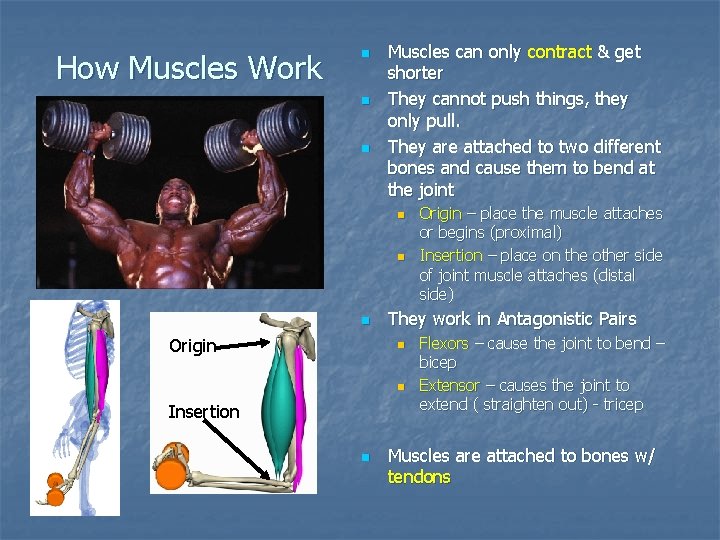 How Muscles Work n n n Muscles can only contract & get shorter They