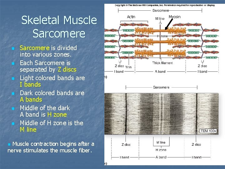 Skeletal Muscle Sarcomere n n n Sarcomere is divided into various zones. Each Sarcomere