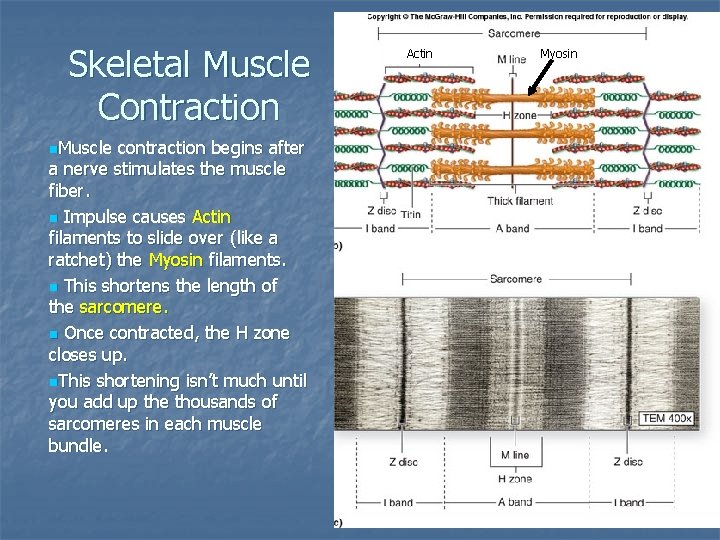 Skeletal Muscle Contraction n. Muscle contraction begins after a nerve stimulates the muscle fiber.