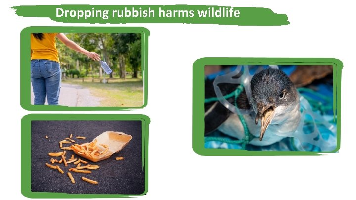 Dropping rubbish harms wildlife 