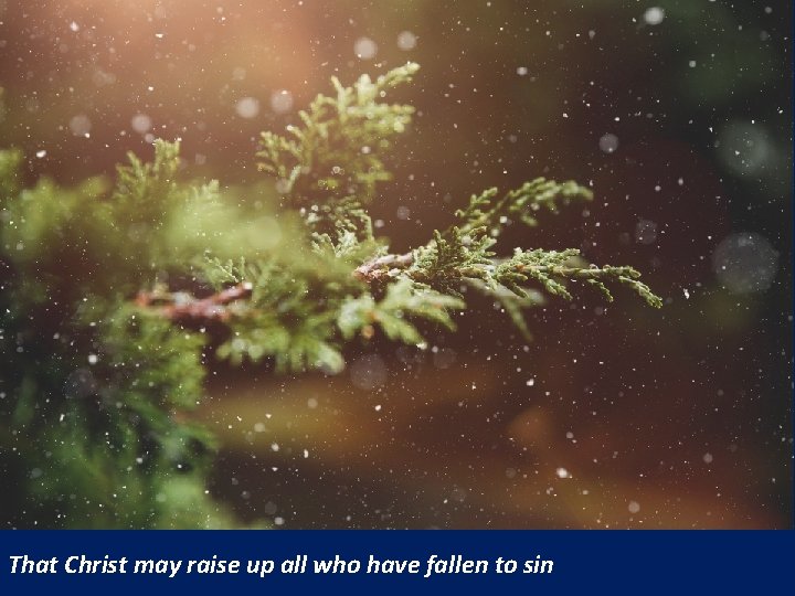 That Christ may raise up all who have fallen to sin 