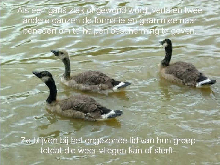 Als een gans ziek of gewond wordt, verlaten twee andere ganzen de formatie en