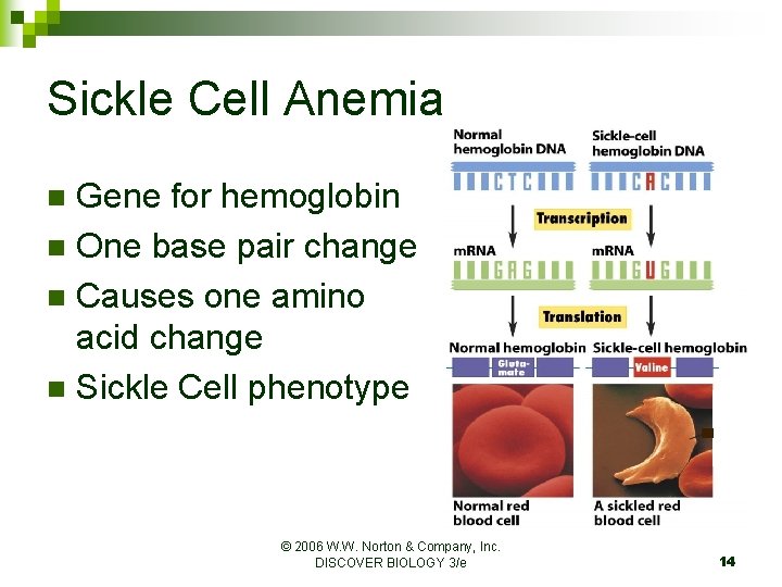 Sickle Cell Anemia Gene for hemoglobin n One base pair change n Causes one